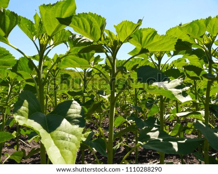 Young sunflower plants in the field, agricultural background.