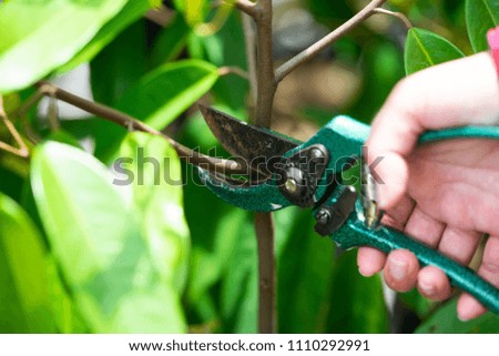 Gardener pruning durian trees with pruning shears on nature background.