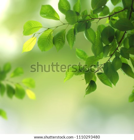 Green natural background,greenery background
