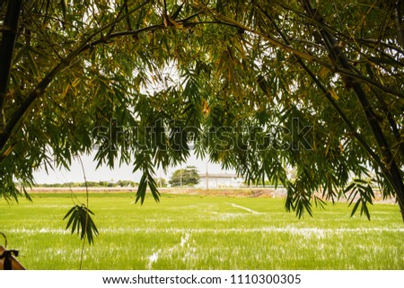 Rice Field Background. Close Up Of Organic Asian Rice Aarm And Agriculture. Selective Focus. Image For Banners, Presentations, Reports,Wallpaper. etc.