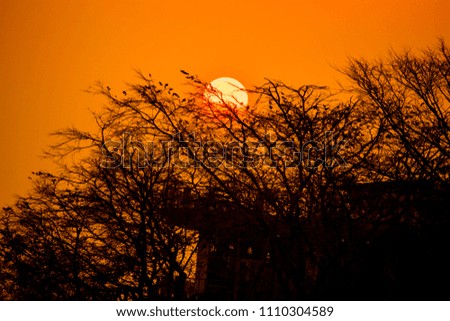 concept of Sun burning the trees  the effects of global warming 
