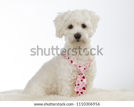 funny dog picture. White puppy dog with pink bow isolated on white. The dog breed is Coton de Tulear.