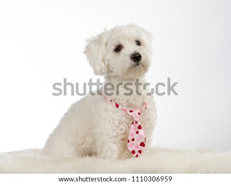 funny dog picture. White puppy dog with pink bow isolated on white. The dog breed is Coton de Tulear.