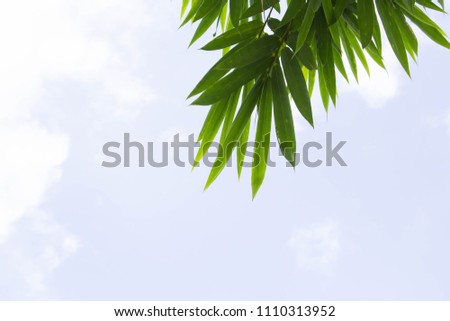 Bamboo leaves with a backdrop of sky.