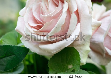 Photo of an artificial rose of high quality on the street on a bright day.