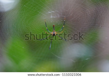 beautiful insect like spiderman