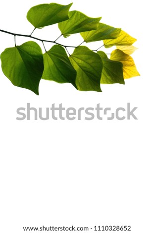 The heart shaped leaves of a native Eastern Redbud tree from North Carolina, with the green foliage fading into gold. Background image Isolated on white with plenty of text or design space.