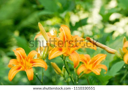 a macro closeup of a bright yellow orange flowers of a Day lily Hemerocallis against green garden background