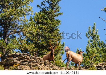 A Royal Bull Elk standing on the ledge of a mountain in Estes Park, Colorado.
