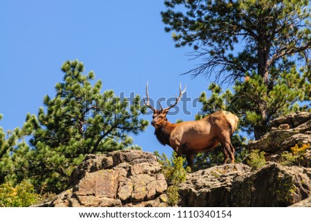 A Royal Bull Elk standing on the ledge of a mountain in Estes Park, Colorado.