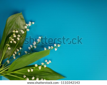 Beautiful white lilies of the valley on a turquoise background. Minimalist background with Lily of the valley colors.