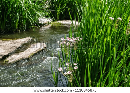 Beautiful little pond in the park with stones and bright plants.