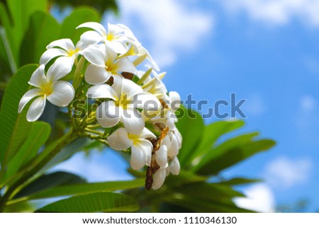 White flowers in nature