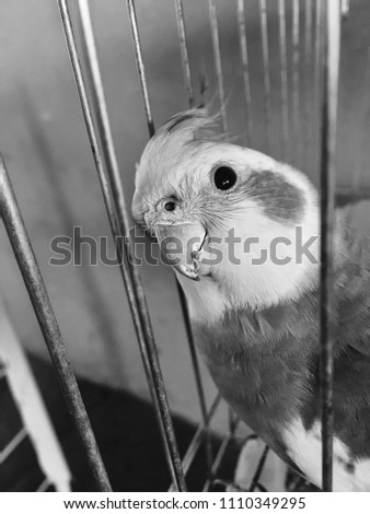 A beautiful bird, calopsita, looking very thoughtful in a black and white picture
