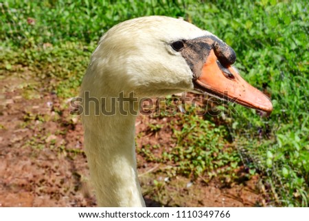 The white swan with long neck like a duck.