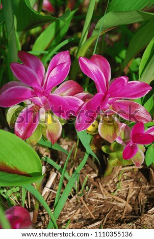 Purple Curcuma is a genus of species in the family Zingiberaceae that contains such species as turmeric and Siam Tulip.  