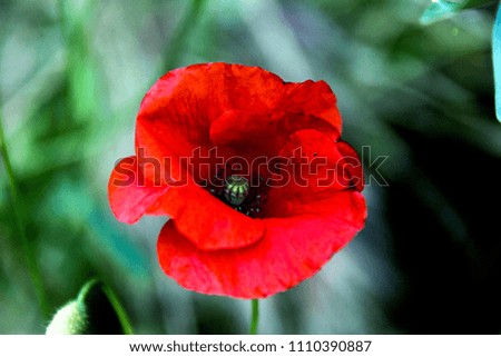 close up of intense red poppy in summer shade
