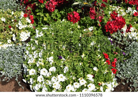 Colorful flower and plant decoration in the yard