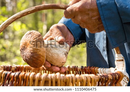 The search for mushrooms in the woods. Mushroom picker. An elderly man puts a white mushroom in the basket.