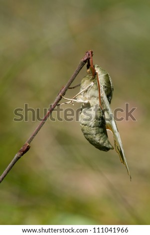 Lime Hawk Moth (Mimas tiliae), Denmark