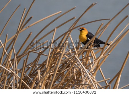 An adult male yellow-headed blackbird perched in dried tan reeds. Photographed in profile with a shallow depth of field.
