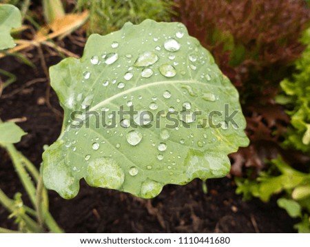 Raindrops on leaves, even rainy weather has its nice side.