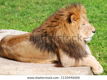 Lion is one of the four big cats in the genus Panthera, and a member of the family Felidae. 