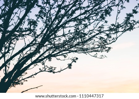 Branch silhouette at sunset