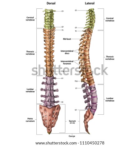 Illustration of the human spine with the name and description of all sites. Lateral and spinal views. Royalty-Free Stock Photo #1110450278