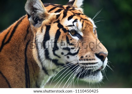 siberian tiger in safari
