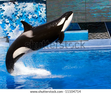 Color DSLR picture of a killer whale jumping out of a pool.  The black and white orca is jumping out of blue water. Horizontal orientation with copy space for text
