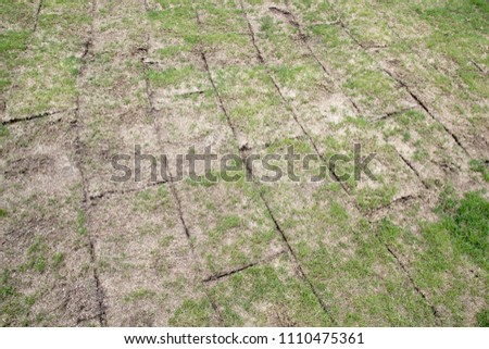 Unfolded land rolls with green grass, grass is very bad quality,  thin and small