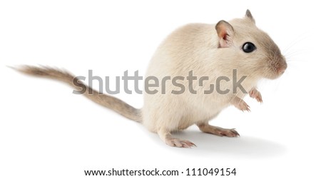 Isolated mouse pet. Cute little gerbil isolated on white background