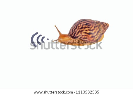 the concept of slow Internet, snail and wifi, the speed of the provider