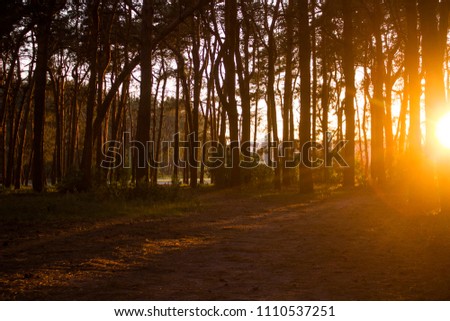 Shiny background. Setting sun shines through the trees in the forest