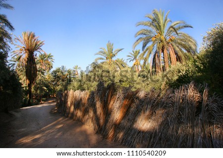 Oasis with palm tree plantation and ripping dates hanging in the trees  Royalty-Free Stock Photo #1110540209