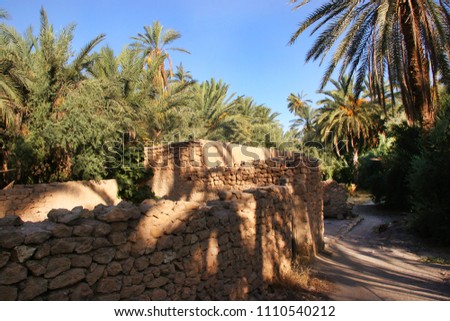 Oasis with palm tree plantation and ripping dates hanging in the trees  Royalty-Free Stock Photo #1110540212