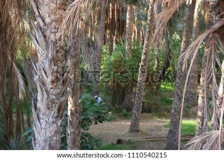 Oasis with palm tree plantation and ripping dates hanging in the trees  Royalty-Free Stock Photo #1110540215