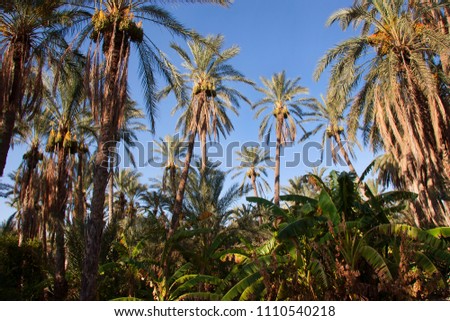 Oasis with palm tree plantation and ripping dates hanging in the trees  Royalty-Free Stock Photo #1110540218