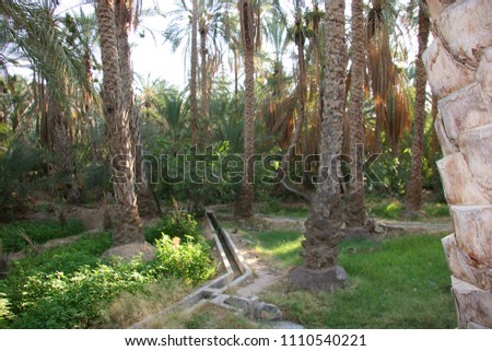 Oasis with palm tree plantation and ripping dates hanging in the trees  Royalty-Free Stock Photo #1110540221