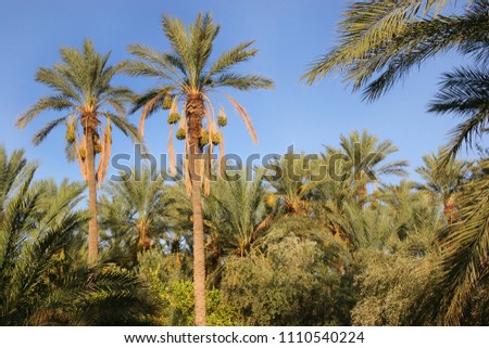Oasis with palm tree plantation and ripping dates hanging in the trees  Royalty-Free Stock Photo #1110540224
