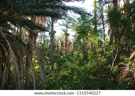 Oasis with palm tree plantation and ripping dates hanging in the trees  Royalty-Free Stock Photo #1110540227