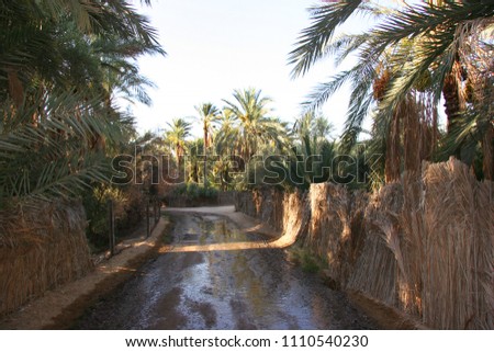 Oasis with palm tree plantation and ripping dates hanging in the trees  Royalty-Free Stock Photo #1110540230