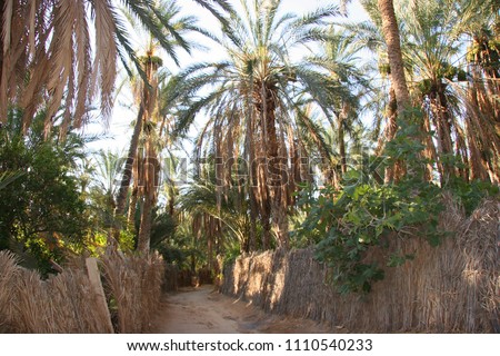 Oasis with palm tree plantation and ripping dates hanging in the trees  Royalty-Free Stock Photo #1110540233