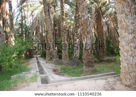 Oasis with palm tree plantation and ripping dates hanging in the trees  Royalty-Free Stock Photo #1110540236
