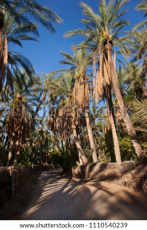 Oasis with palm tree plantation and ripping dates hanging in the trees  Royalty-Free Stock Photo #1110540239