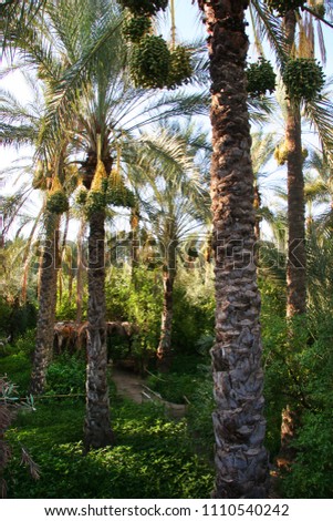 Oasis with palm tree plantation and ripping dates hanging in the trees  Royalty-Free Stock Photo #1110540242