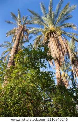 Oasis with palm tree plantation and ripping dates hanging in the trees  Royalty-Free Stock Photo #1110540245