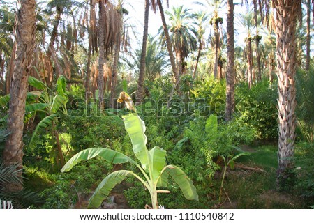 Oasis with palm tree plantation and banana trees farm Royalty-Free Stock Photo #1110540842