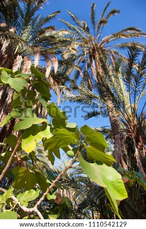 Oasis with palm tree plantation and fig branch in front with ripe fig Royalty-Free Stock Photo #1110542129